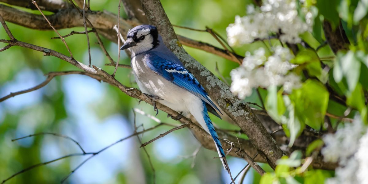 A blue jay perched on a tree branch with white flowers.