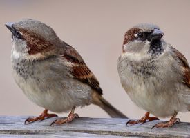 Two sparrows are perched on a wooden fence post.