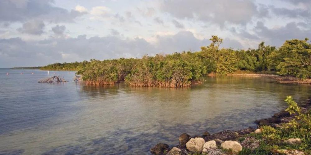 A small island in the middle of a body of water surrounded by trees.