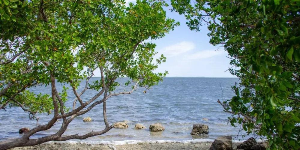 A view of the ocean through a tree on a beach.