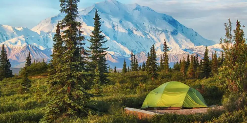 Forest campsite in Alaska with tall trees