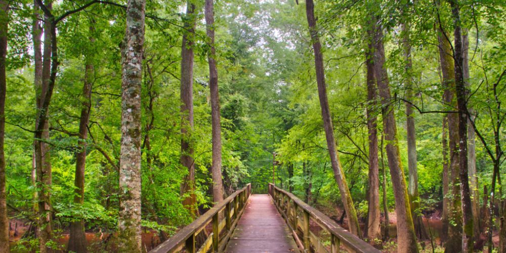 A wooden bridge in the middle of a forest.