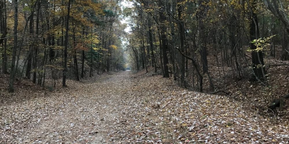 Cyclist on a trail by a Louisiana bayou