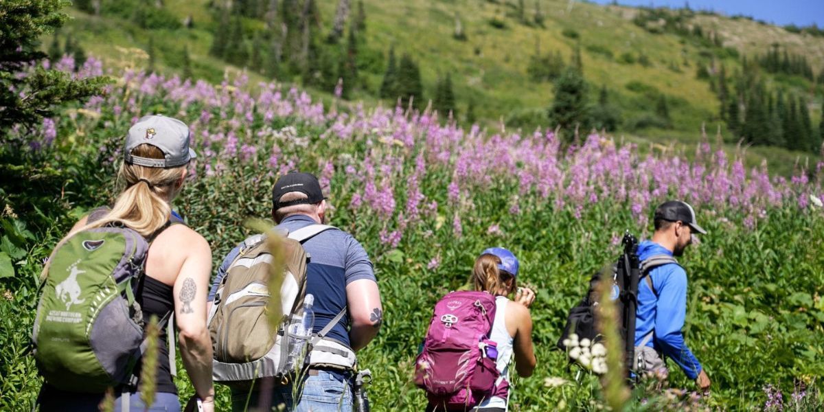 A group of people are hiking through a field of flowers.