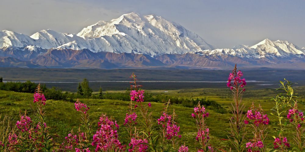 A field of pink flowers with mountains in the background