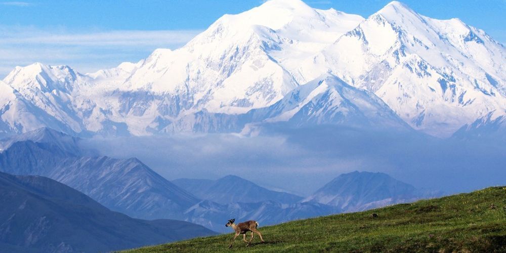 A deer is standing on top of a grassy hill in front of a snowy mountain.