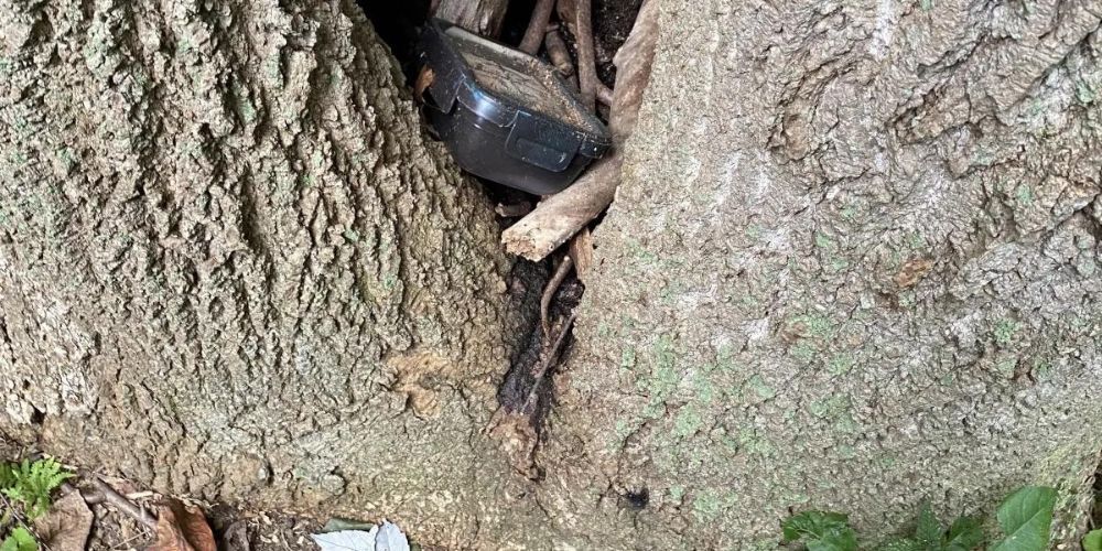 A geocache is sticking out of a tree trunk.