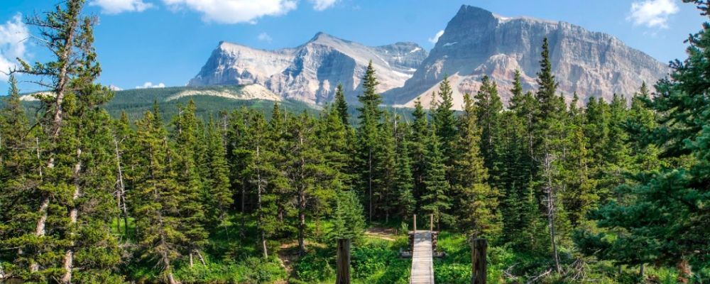 A wooden bridge in the middle of a forest with mountains in the background.