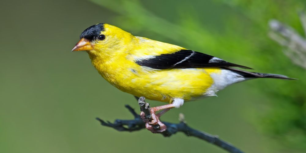 A yellow and black bird perched on a branch.