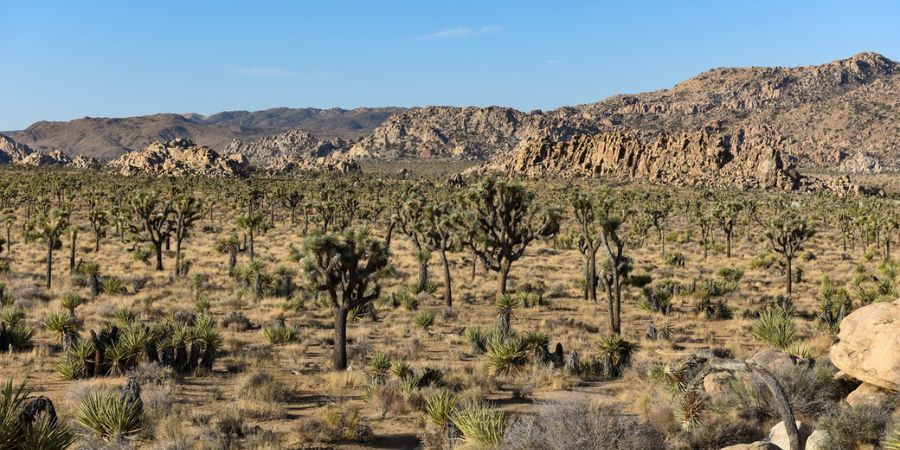 A desert landscape with mountains in the background and trees in the foreground.