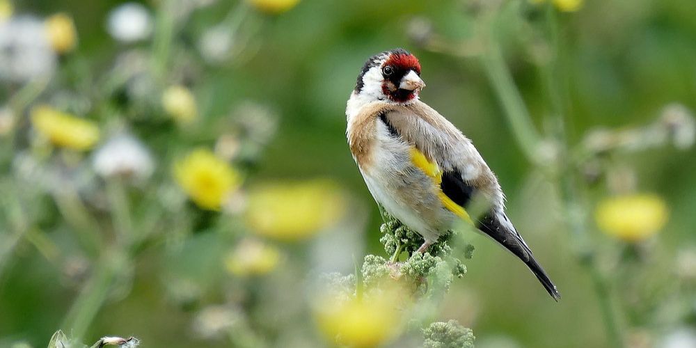 A small bird is perched on a branch in a field of flowers.