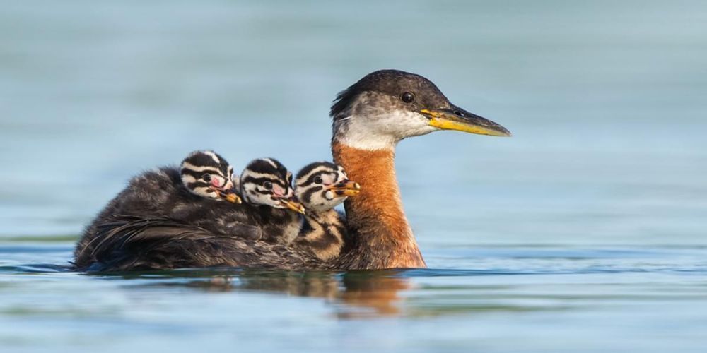 A duck and her ducklings are swimming in the water.