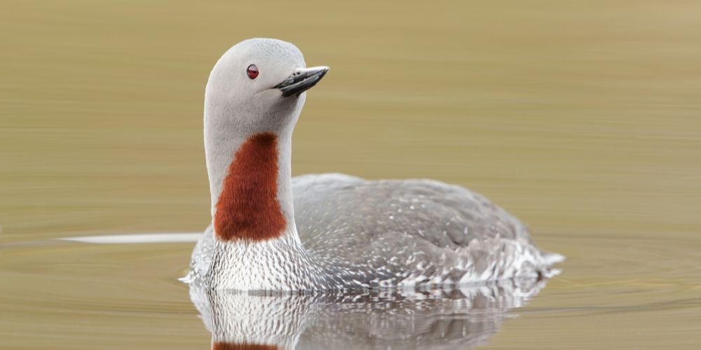 A white and red duck is swimming in the water.