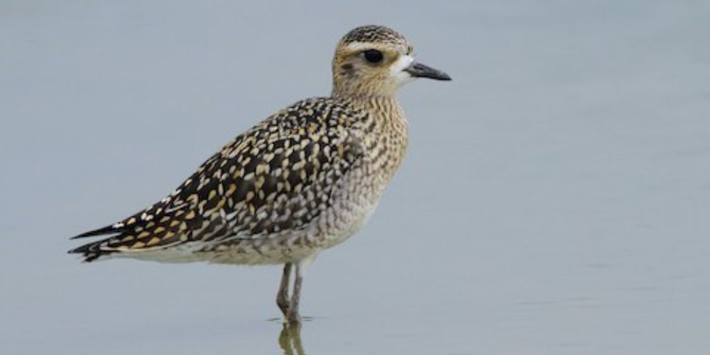 A small bird perched on a pole with a gray sky in the background.