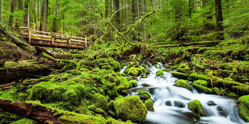 There is a small bridge over a river in the woods.