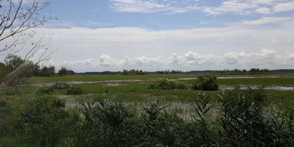 A swamp with trees in the foreground and a cloudy sky in the background.