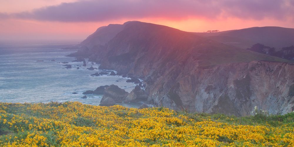 A field of yellow flowers on a cliff overlooking the ocean at sunset.