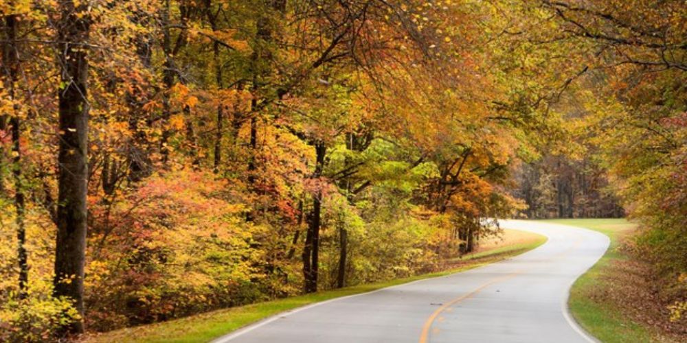 A winding road surrounded by trees in autumn