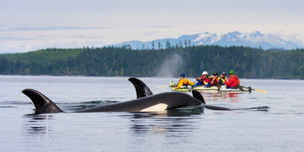 A group of people in kayaks are looking at killer whales in the water.