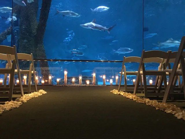 Wedding setup on aquarium