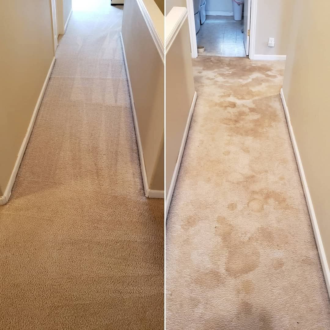 A person is cleaning a carpet with a sponge and spray to remove stain.