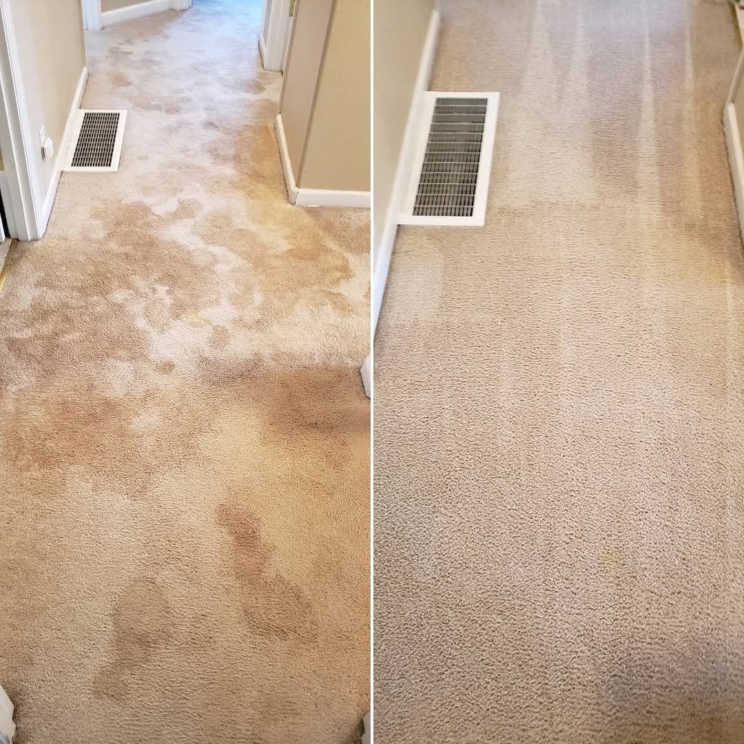 A person is removing a stain from a carpet with a sponge.