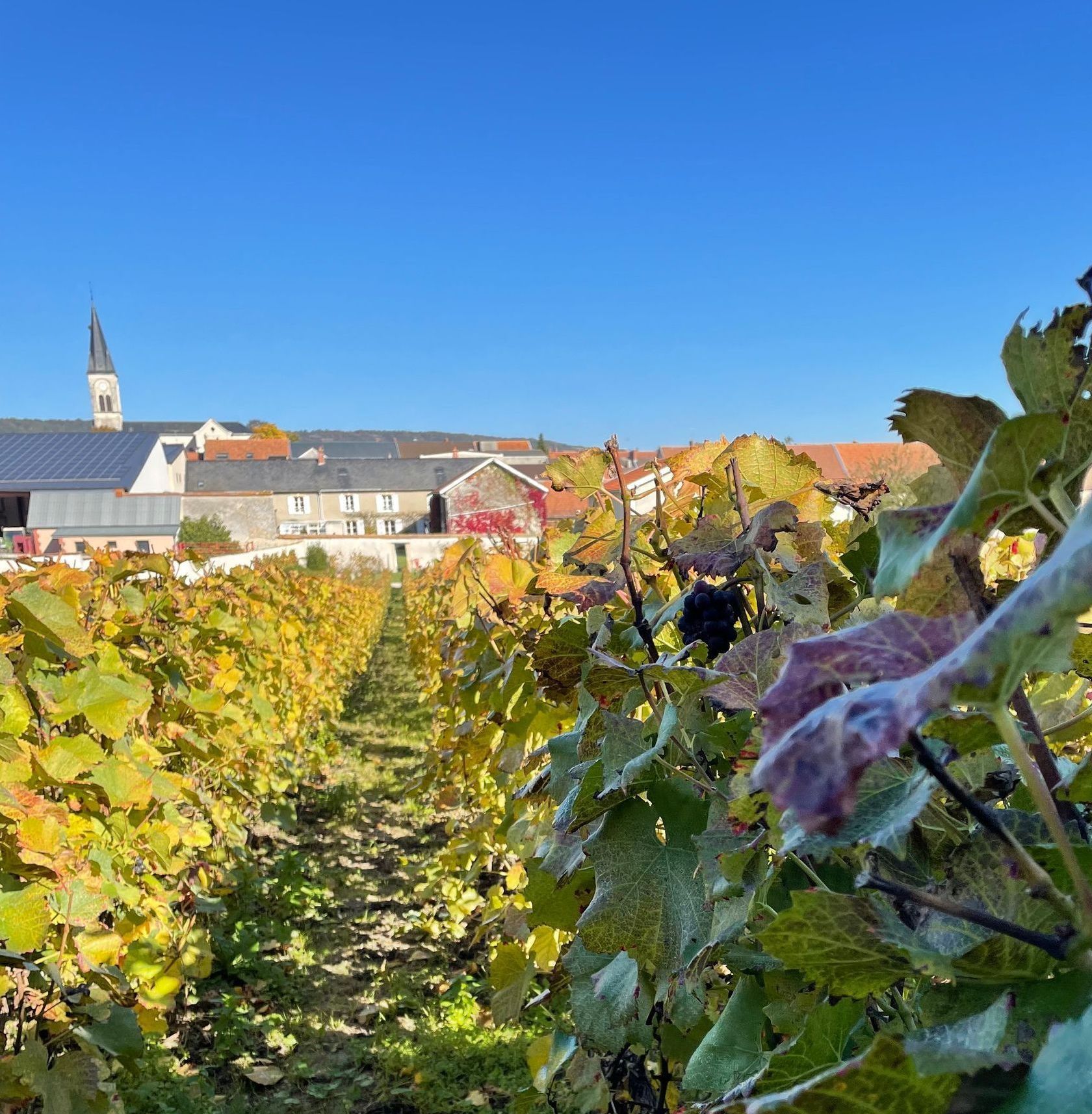 vineyard in champagne.