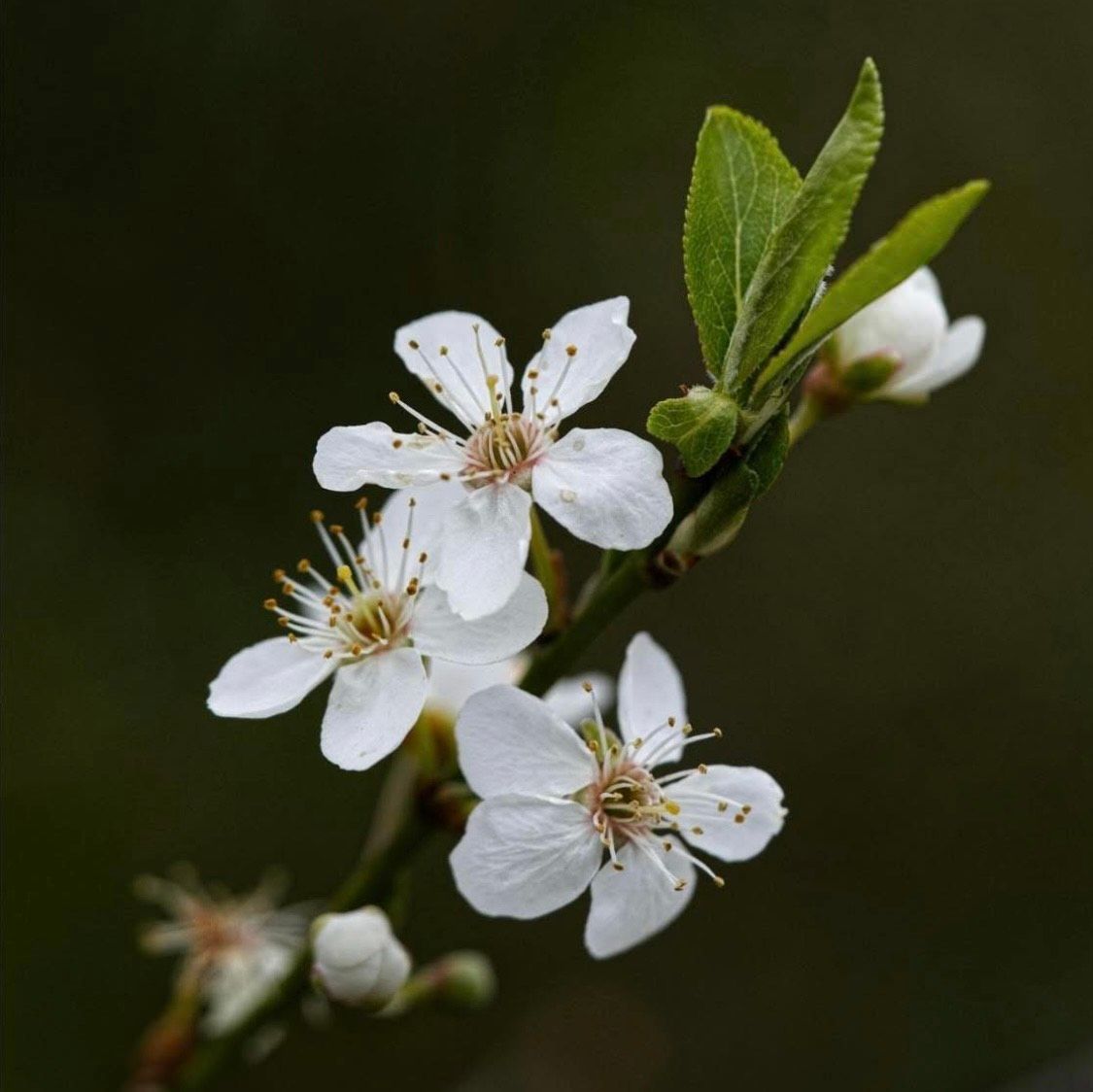 Blossom at Mountainhall Community Greenspace

