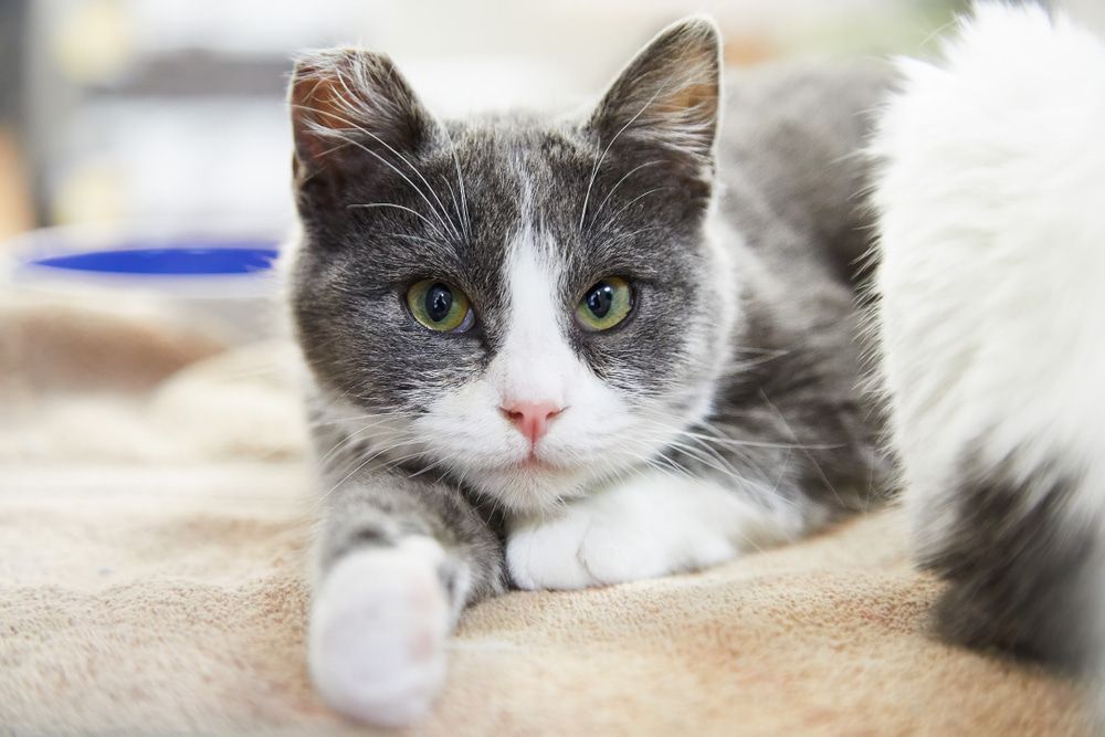 a gray and white cat is laying on a blanket and looking at the camera — Herbalism & Naturopathy on Tweed Heads NSW