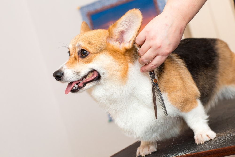 a person is grooming a corgi dog with scissors — Herbalism & Naturopathy on Byron Bay NSW