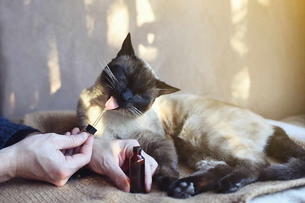 A Treated Cat Laying On A Blanket With Its Tongue Out — Naturopath Australia In Mermaid Beach, QLD