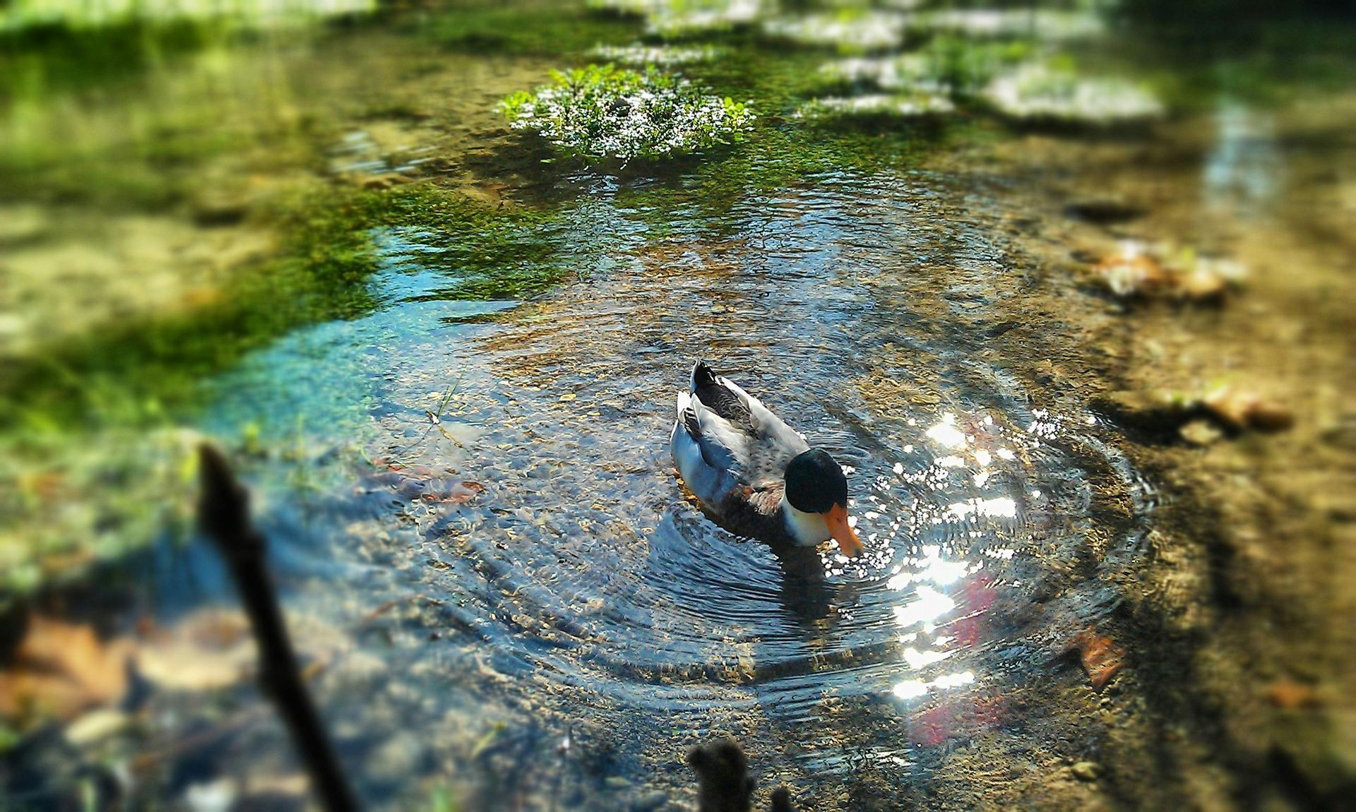 A duck is swimming in a small pond.