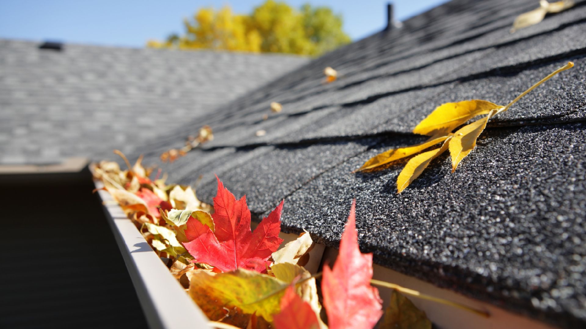 A gutter filled with leaves on the roof of a house.