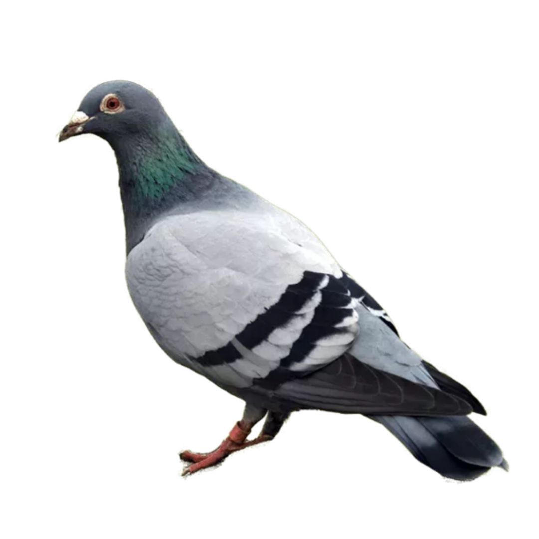 Disinfestazioni Volatili Varese