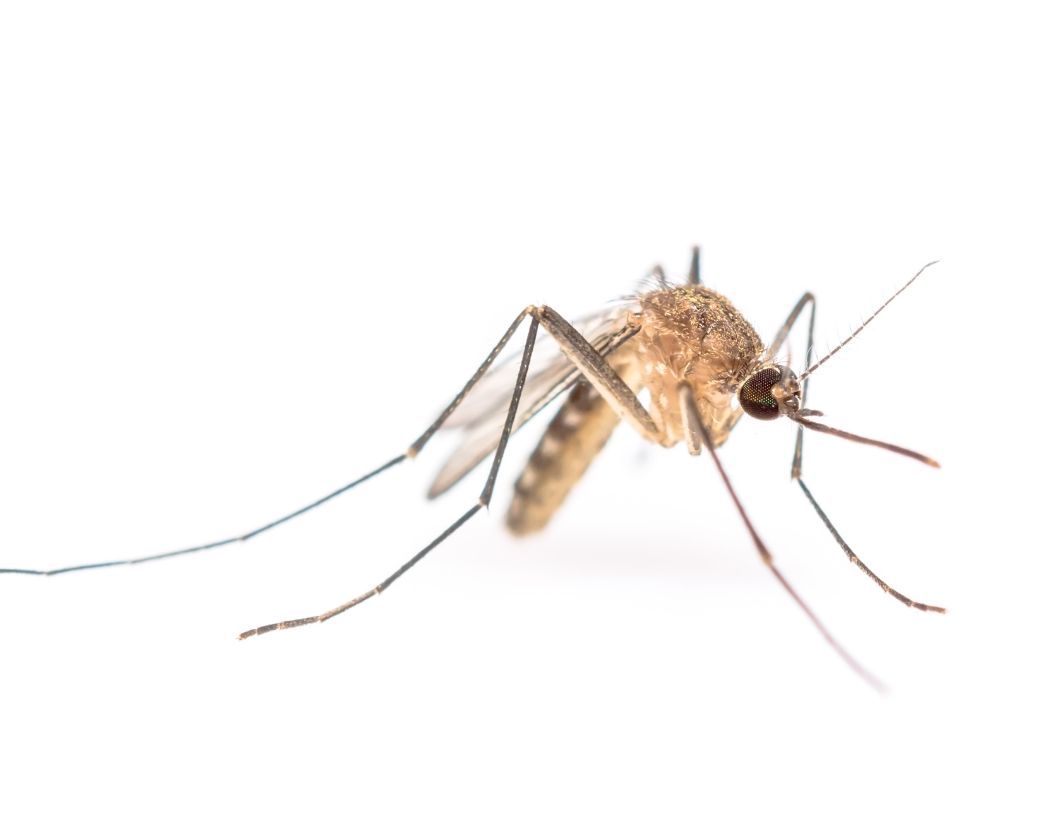 Disinfestazioni Zanzare Varese