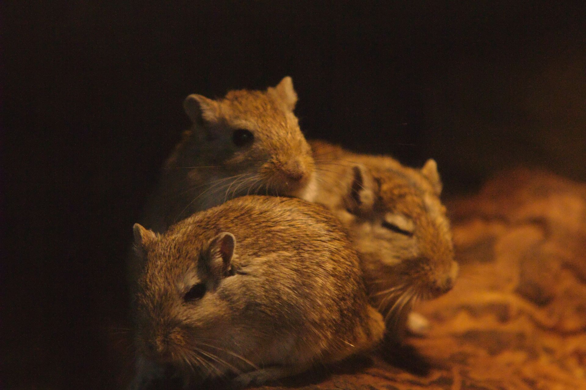 Derattizzazione Varese