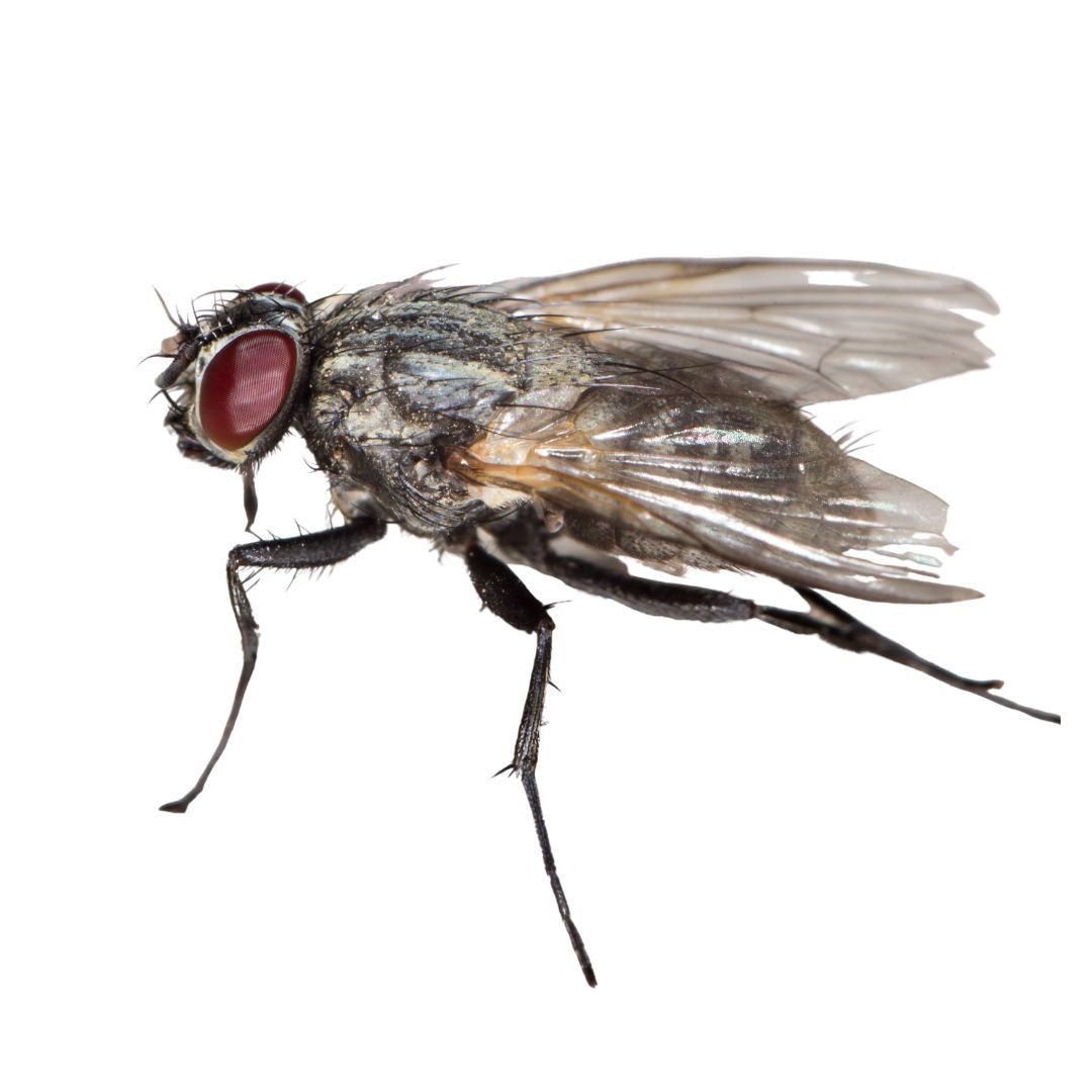Disinfestazioni Mosche Varese