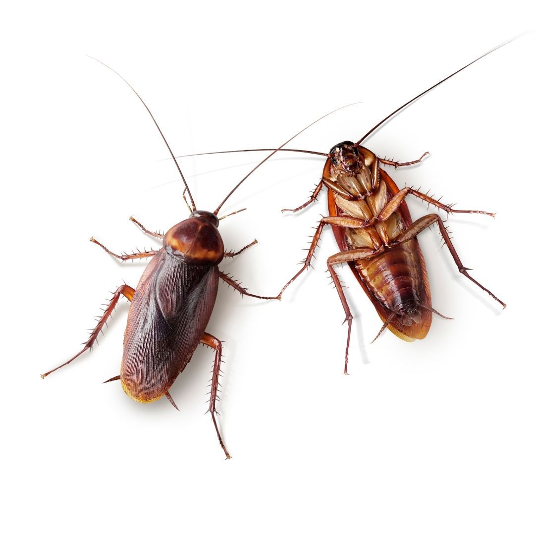 Disinfestazioni Blatte e scarafaggi Varese