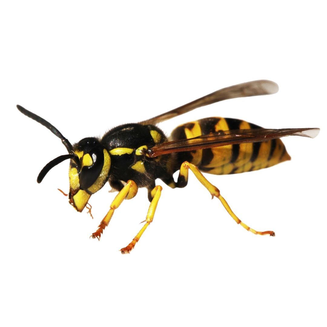 Disinfestazioni Vespe Varese