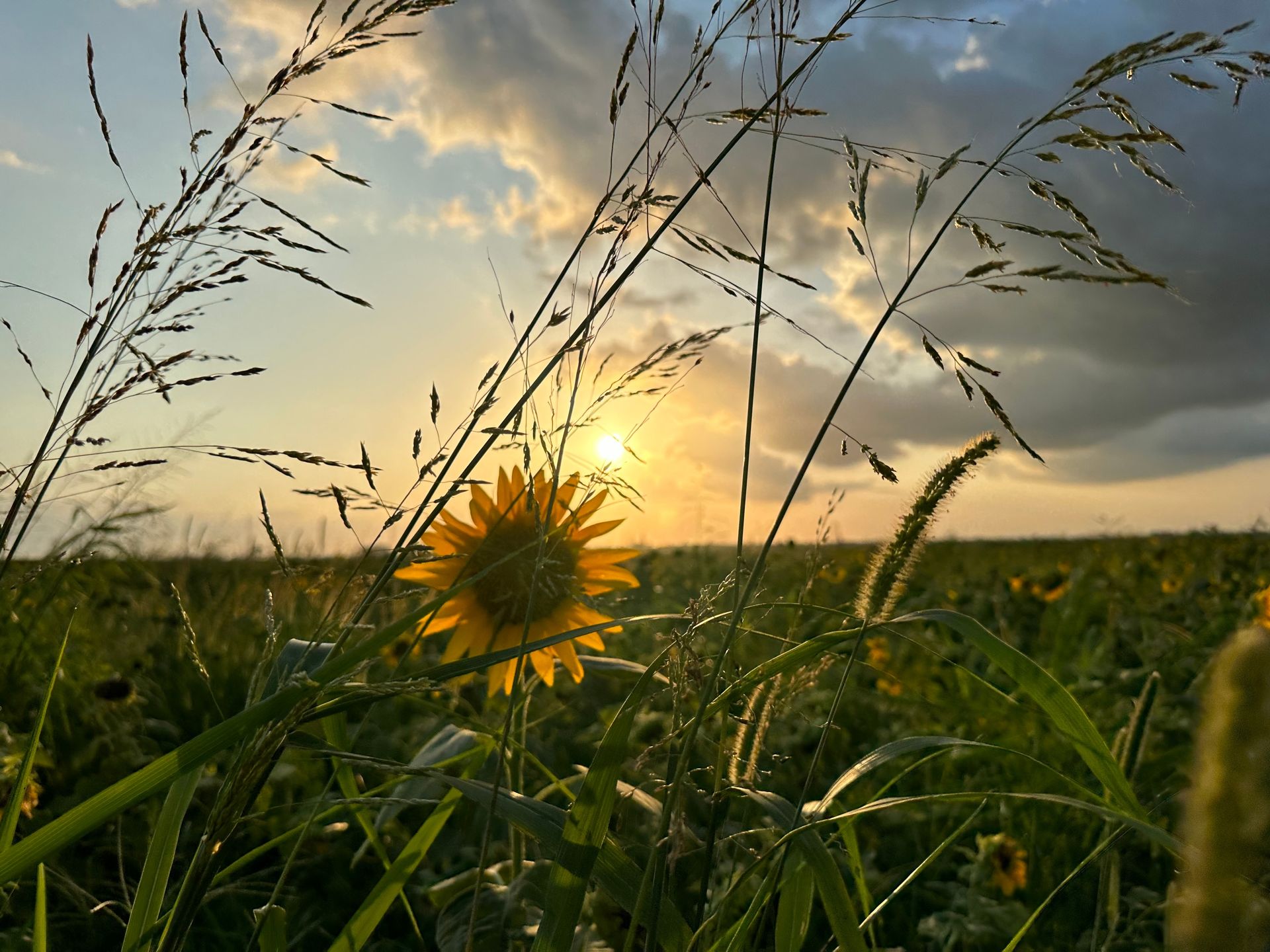 Sunflower in a field at sunset, backlit by the sun. Green grasses and cloudy sky.