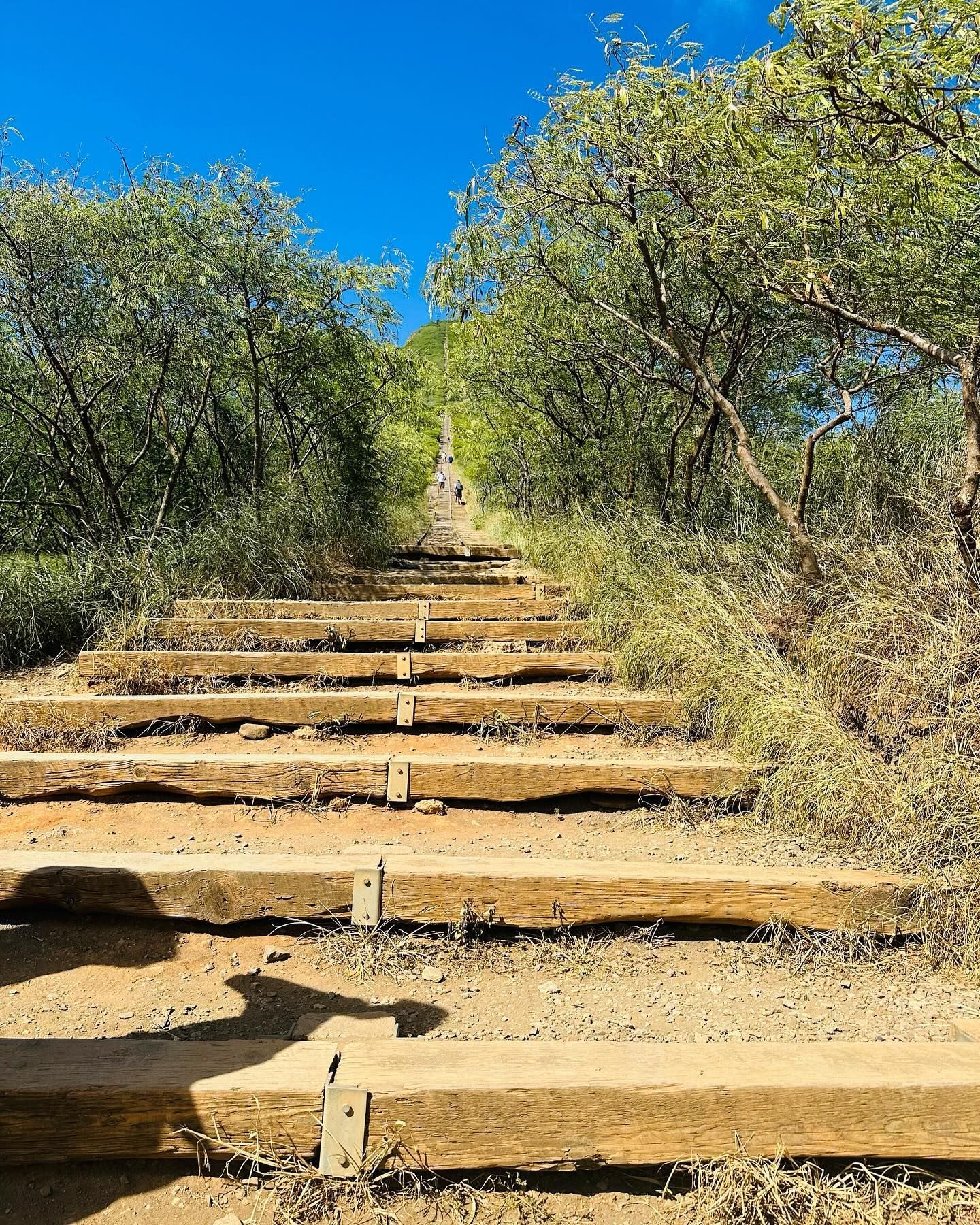 Wooden steps on a hiking trail ascend between trees under a blue sky.