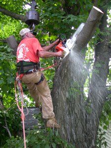 pro tree service