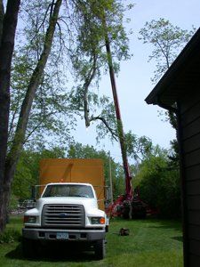 pro tree services
