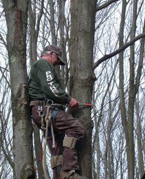 professional tree climbers