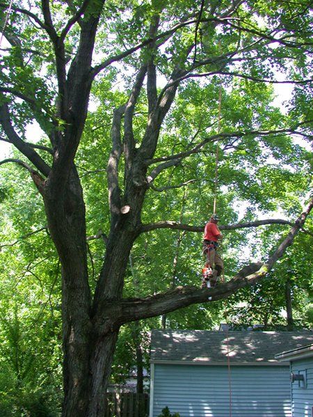 Tree Removal Over Home