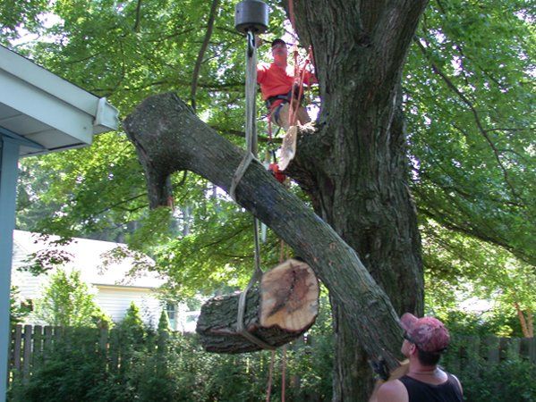 Safely Lowering Limbs