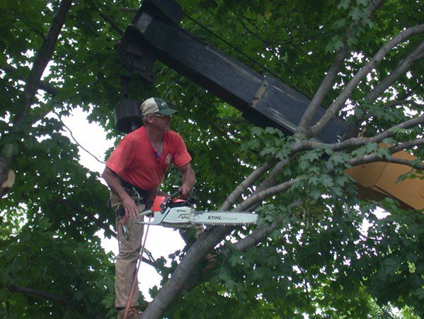 Tree Trimming