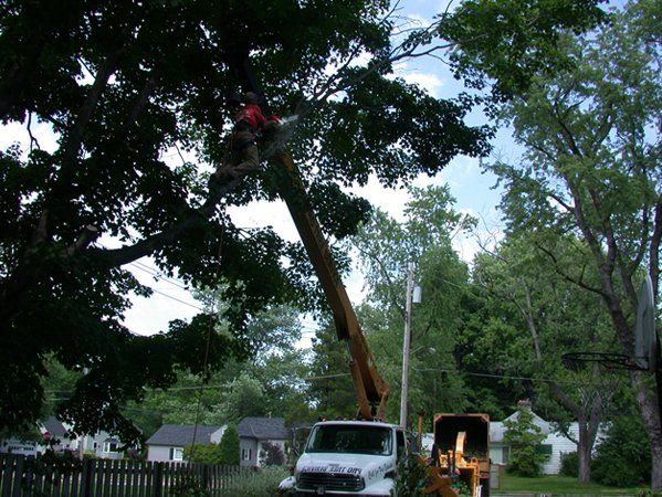 Tree Trimming