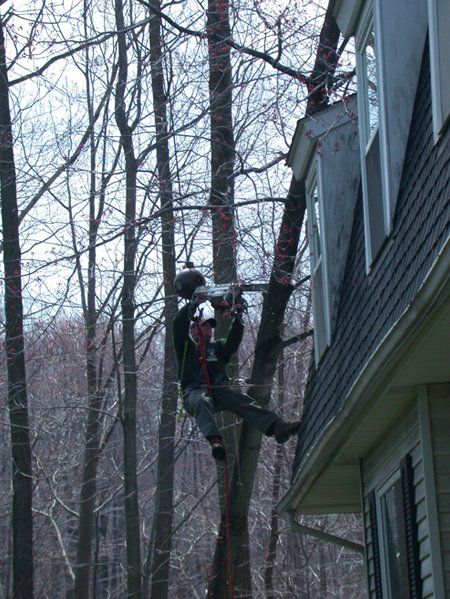 Removing Tree after Storm