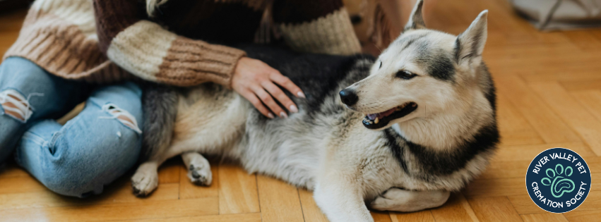 Human petting a dog that is near their end-of-life.